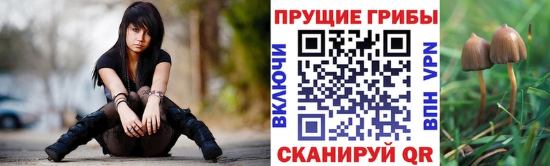 Купить где  Тутаев  Галлюциногенные грибы MAGIC MUSHROOMS 